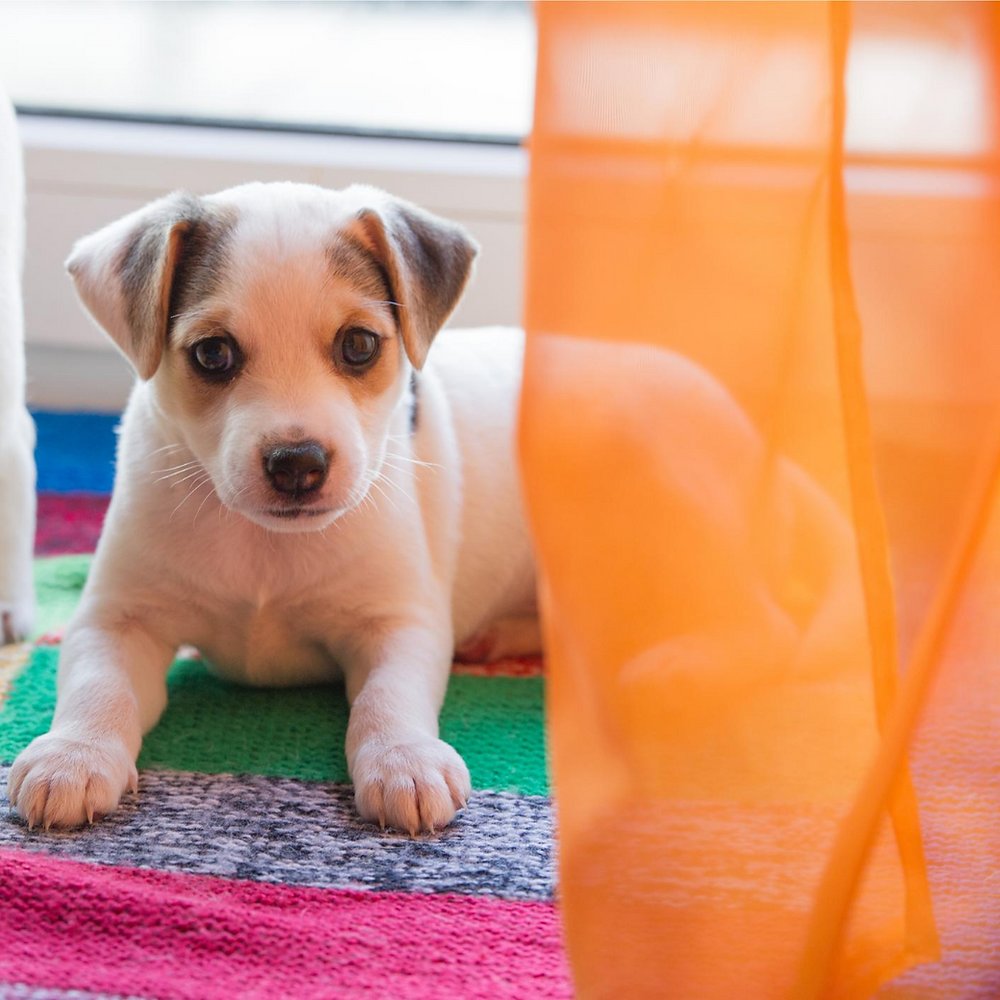 Cachorro filhote deitado sobre tapete, entrada de animais de estimação no Brasil