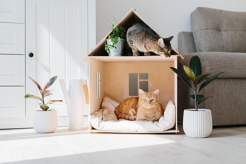 Gato acomodado em casinha de papelão na sala em dia de mudança, cuidado com pets no transporte